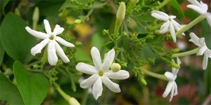 mysore mallige