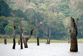 Thekkady