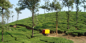 wayanand
